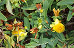 Cedarglade St. Johnswort